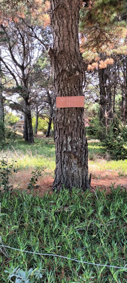  LOTE FORESTADO CERCA DEL MAR